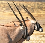 The Namibian National Animal