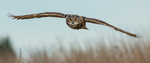 Eagle Owl