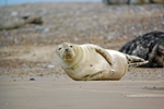 Common Seal
