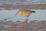 Curlew - Numenius arquata