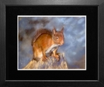 Suzie ( SOLD)