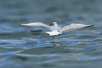 Bonaparte's Gull landing on water, Farmoor Reservoir