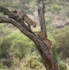 Leopard Pair