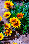 African Daisy Osteospermum fruticosum-3462
