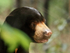 Malayan Sun Bear portrait, Cambodia