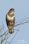Buzzard 210113 15