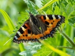 Small Tortoiseshell