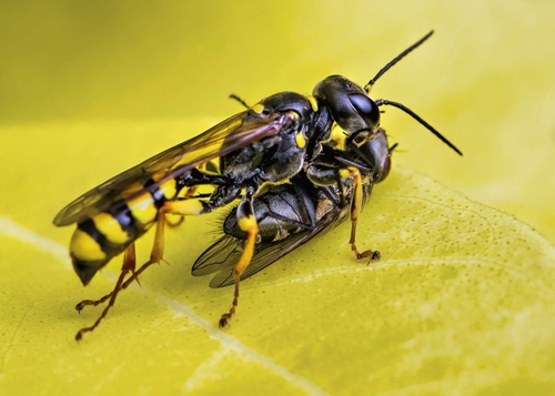 Field Digger Wasp (Mellinus arvensis) with captured fly.