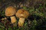 Scalycap mushroom, Pholiota squarrosa. Utkinton, Cheshire