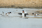 Squabbling Shelducks! - 1 of 3