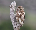 Little Owl
