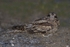 Nightjar