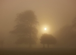 Sunrise the Mist - Holkham