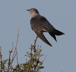 Cuckoo
