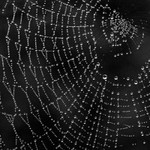 Spiders Web in Black & White