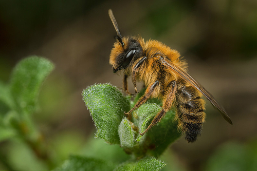 [i]Andrena nigroaenea[/i] male, Staffordshire garden, May 2016.