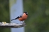 Bullfinch