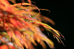 Westonbirt _WB030