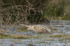 Bittern slinking across a water channel