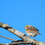 Savannah Sparrow