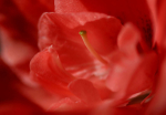Delicacy Of Love, Arousal