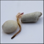 S curve stones and shadows