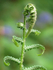 Unfurling Fern