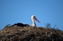 White Stork