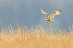 Short-eared Owl flying low, Hawling, Gloucestershire