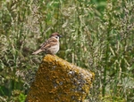 Tree Sparrow