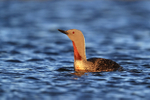 Red-throated Diver, Floi, Iceland