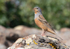 Cretzschmar's Bunting