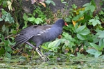Moorhen