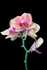 Orchid - DSC_2735