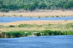 Lake Srebarna, Silistra Province, Bulgaria