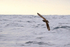 Brown Skua flying at sea off Cape Point, South Africa