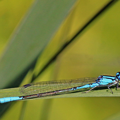 A male azure bluet damselfly