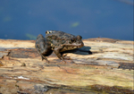 Marsh Frog