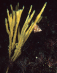 Haliclona oculata