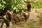 Bush Dogs