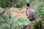 Pheasant on tree stump in Somerset