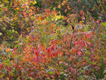 OCTOBER RIOT - NORFOLK COUNTY