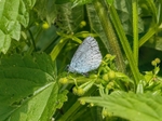 Holly Blue