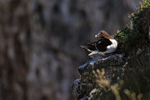 Razorbill on cliff ledge, Flamborough Head, Yorkshire