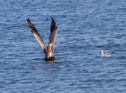  Pelicans _0004