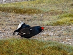 Black Grouse