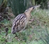 Bittern