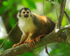 Squirrel Monkey close, Manuel Antonio, Costa Rica