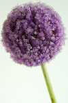 Allium 2