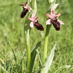 Siponto Ophrys (Ophrys sipontensis) an orchid endemci to the Gargano penisula,